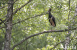 Zwarte Ooievaar (Ciconia nigra)