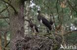 Zwarte Ooievaar (Ciconia nigra)