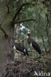 Zwarte Ooievaar (Ciconia nigra)