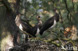 Zwarte Ooievaar (Ciconia nigra)