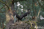 Zwarte Ooievaar (Ciconia nigra)