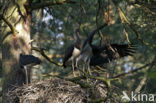 Zwarte Ooievaar (Ciconia nigra)