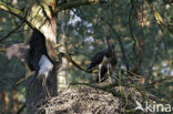 Black Stork (Ciconia nigra)