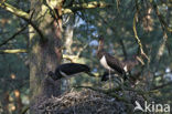 Zwarte Ooievaar (Ciconia nigra)