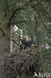 Zwarte Ooievaar (Ciconia nigra)