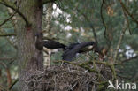 Zwarte Ooievaar (Ciconia nigra)