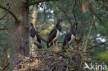 Zwarte Ooievaar (Ciconia nigra)