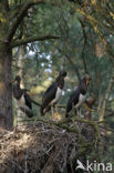 Zwarte Ooievaar (Ciconia nigra)