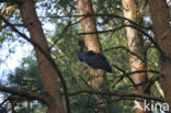 Zwarte Ooievaar (Ciconia nigra)