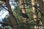 Black Stork (Ciconia nigra)