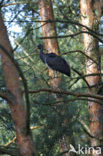 Zwarte Ooievaar (Ciconia nigra)