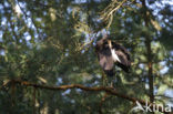 Zwarte Ooievaar (Ciconia nigra)