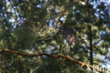 Zwarte Ooievaar (Ciconia nigra)