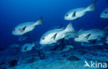 Black Snapper