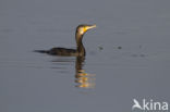 Great Cormorant (Phalacrocorax carbo)