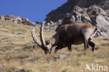 Alpen Steenbok (Capra ibex)