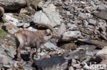 Alpen Steenbok (Capra ibex)