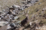 Alpen Steenbok (Capra ibex)