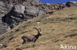 Alpen Steenbok (Capra ibex)