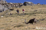 Alpen Steenbok (Capra ibex)