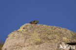 Alpine Marmot (Marmota marmota)