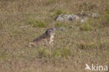 Alpine Marmot (Marmota marmota)