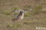 Alpine Marmot (Marmota marmota)