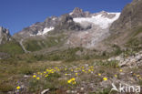 alpine hawkweed (Hieracium alpinum)