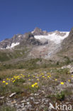 alpine hawkweed (Hieracium alpinum)