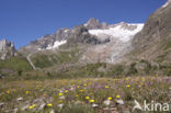 alpine hawkweed (Hieracium alpinum)