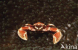 Porcelain Anemone Crab (Neopetrolisthes maculatus)