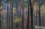 Apeldoorn