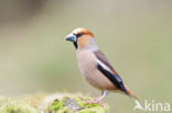 Hawfinch (Coccothraustes coccothraustes)
