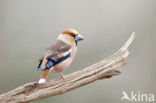 Hawfinch (Coccothraustes coccothraustes)