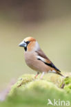 Hawfinch (Coccothraustes coccothraustes)