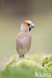Hawfinch (Coccothraustes coccothraustes)