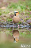 Hawfinch (Coccothraustes coccothraustes)