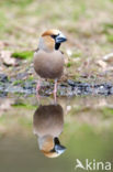 Hawfinch (Coccothraustes coccothraustes)