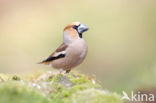Hawfinch (Coccothraustes coccothraustes)