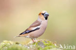 Hawfinch (Coccothraustes coccothraustes)