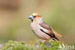 Hawfinch (Coccothraustes coccothraustes)