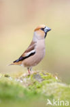 Hawfinch (Coccothraustes coccothraustes)