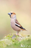 Hawfinch (Coccothraustes coccothraustes)
