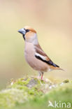 Appelvink (Coccothraustes coccothraustes)