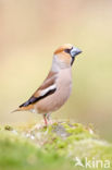 Hawfinch (Coccothraustes coccothraustes)