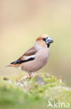 Hawfinch (Coccothraustes coccothraustes)
