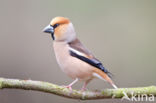 Hawfinch (Coccothraustes coccothraustes)