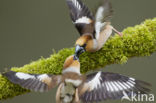 Appelvink (Coccothraustes coccothraustes)