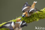 Appelvink (Coccothraustes coccothraustes)