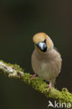 Appelvink (Coccothraustes coccothraustes)